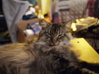 Hermes DS couch C201200.JPG